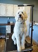 Negocio Dig It Dog Grooming