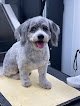 Negocio Dignified Dog Grooming