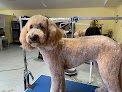 Negocio Dirty Dog Dog Grooming