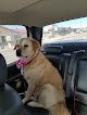 Negocio Dirty Dogs Grooming