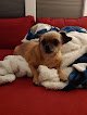 Negocio Dirty Dogs With Muddy Paws Grooming