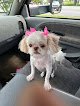Negocio Diva Dog Grooming & Glamor Shots