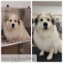 Negocio Diva Dog Grooming