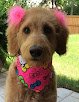 Negocio Diva Dog
