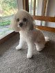 Negocio Diva Dogs Grooming