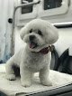 Negocio Divine Dogs Pet Salon