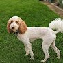 Negocio Dog Gon' Clean Grooming By Maria
