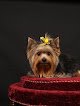 Negocio Dog Gone Pretty Pet Salon