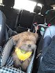 Negocio Dog Gone Purr-fection