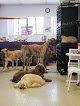 Negocio Dog Grooming By Racheal's Rascals