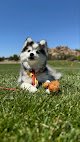 Negocio Dog Grooming Near Me Prescott Valley Az Llc Pet Grooming