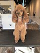 Negocio Dog Grooming Services
