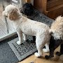 Negocio Dog Hair Everywhere Pet Grooming