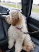 Negocio Dog House Grooming