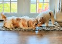 Negocio Dog-gone Beautiful