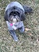 Negocio Doggie Doo Healthy Pet Grooming