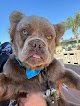 Negocio Doggie Grooming Mobile Spa