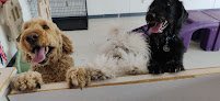 Negocio Doggie In The Window, Llc