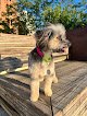 Negocio Doggie Styles Pet Grooming