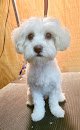 Negocio Doggie Stylez Grooming Salon