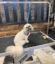 Negocio Doggie Stylin’