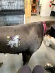 Negocio Doggy Shop Grooming