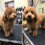 Negocio Doggy Stylez Grooming