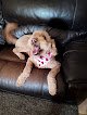 Negocio Dogonegood Pet Grooming