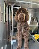 Negocio Dogs Of Style Grooming Salon - Mobile Services (available)