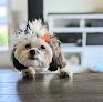 Negocio Dogs' Own Grooming