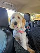 Negocio Dogtopia Of Omaha-northwest