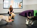 Negocio Dogtopia Of Omaha-west