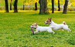 Negocio Dogz In Sudz