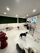 Negocio Dozo Dog