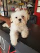 Negocio Dream Cuts Pet Salon
