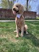 Negocio D's Head To Tails Grooming Llc