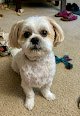 Negocio Dtails Dog Grooming