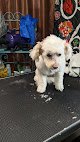 Negocio Dusty Dogs Cool Cats Pet Salon