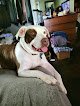 Negocio Eileen's Pet Grooming