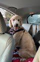 Negocio Emi Pet | Powell