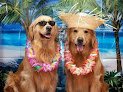 Negocio Fairy Tails Grooming Llc