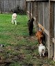 Negocio Faithful Companions Pet Grooming And Boarding