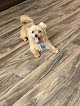 Negocio Fallon's Mobile Pet Grooming
