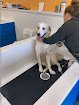 Negocio Fetch Grooming Studio