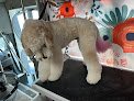 Negocio Filthy Gorgeous Grooming Nm