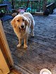 Negocio Florauna Lodge - Mobile Grooming, Dog Grooming