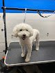 Negocio Flossy Pet Pawlor