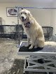 Negocio Fluff And Buzz Pet Grooming