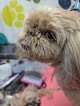 Negocio Fluffin Around Pet Grooming Services Llc