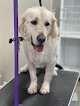 Negocio Fluffy Tails Dog Grooming